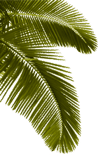 palm frond