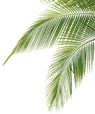 palm frond