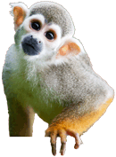 mico de marau